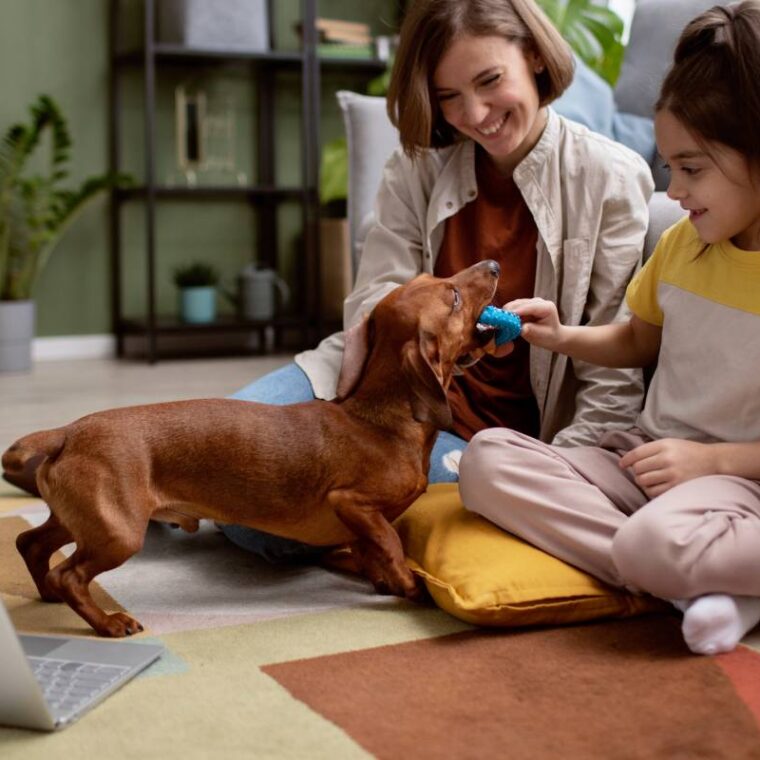 close-up-beautiful-dachshund-spending-time-with-family-min